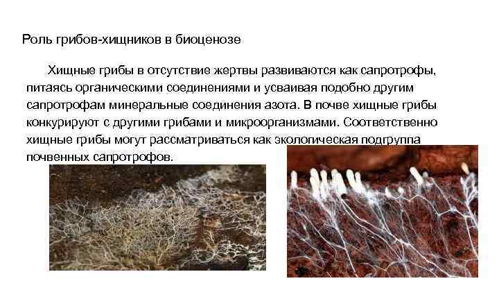 Роль грибов-хищников в биоценозе Хищные грибы в отсутствие жертвы развиваются как сапротрофы, питаясь органическими