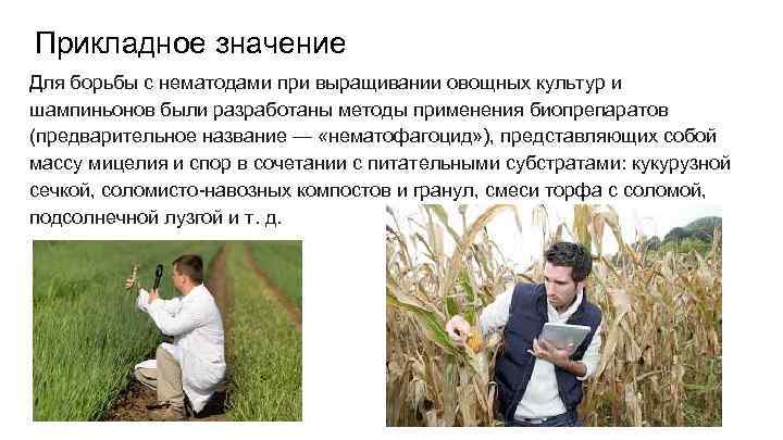 Прикладное значение Для борьбы с нематодами при выращивании овощных культур и шампиньонов были разработаны