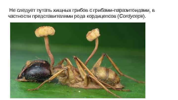 Не следует путать хищных грибов с грибами-паразитоидами, в частности представителями рода кордицепсов (Cordyceps). 