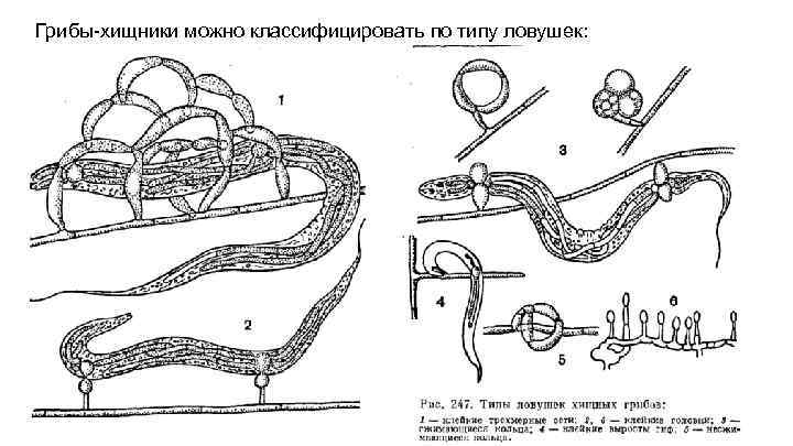 Грибы-хищники можно классифицировать по типу ловушек: 