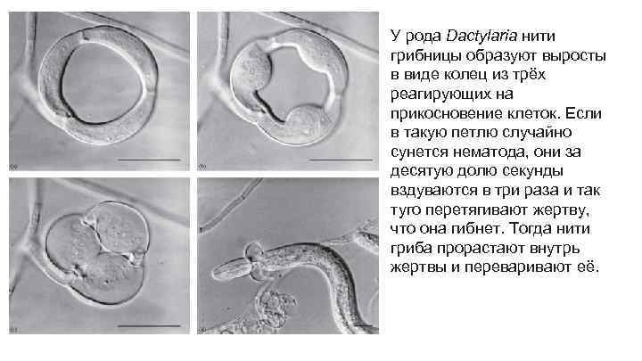 У рода Dactylaria нити грибницы образуют выросты в виде колец из трёх реагирующих на