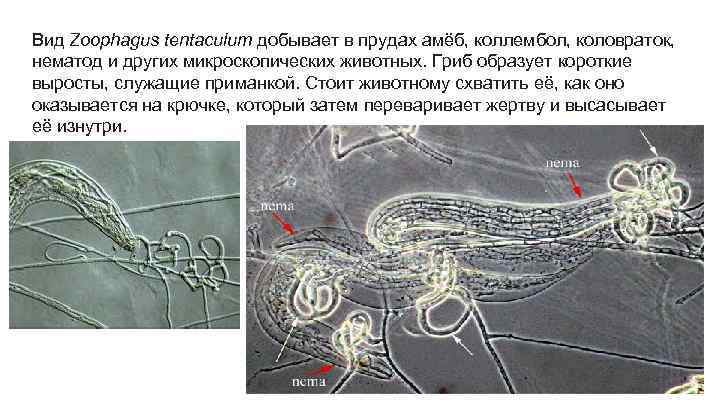 Вид Zoophagus tentaculum добывает в прудах амёб, коллембол, коловраток, нематод и других микроскопических животных.