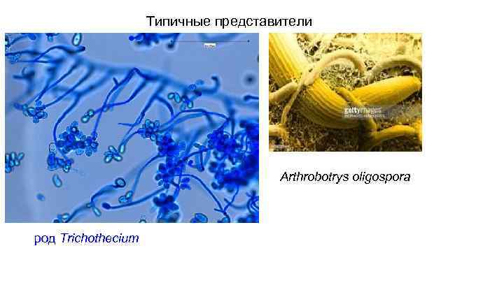 Типичные представители Arthrobotrys oligospora род Trichothecium 