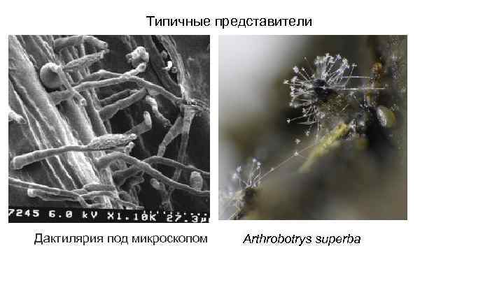 Типичные представители Дактилярия под микроскопом Arthrobotrys superba 