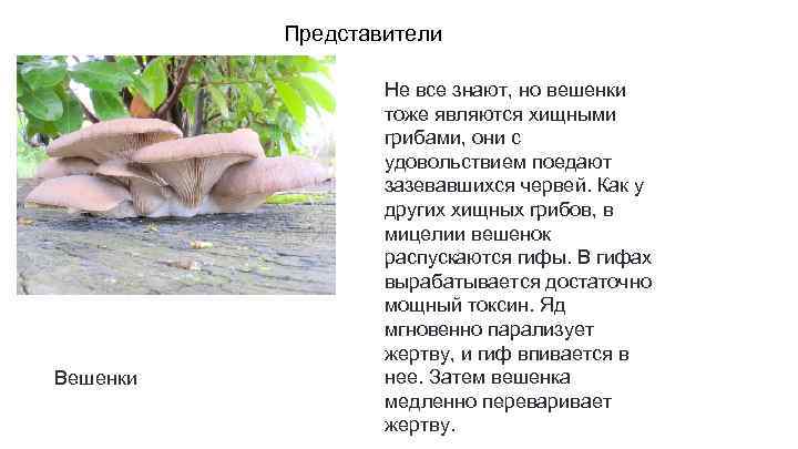 Представители Вешенки Не все знают, но вешенки тоже являются хищными грибами, они с удовольствием