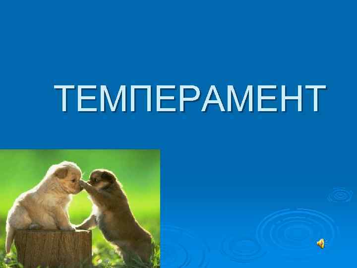 ТЕМПЕРАМЕНТ 