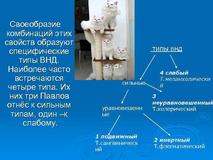 Своеобразие комбинаций этих свойств образуют специфические типы ВНД. Наиболее часто встречаются четыре типа. Их