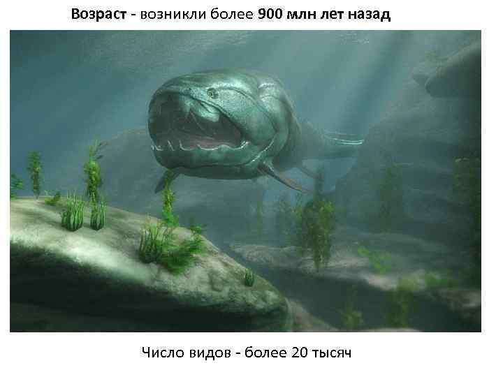 Возраст - возникли более 900 млн лет назад Число видов - более 20 тысяч