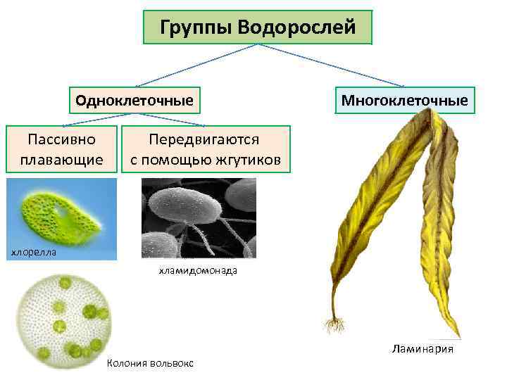 Рассмотрите изображение растений хлорелла редька дикая ламинария