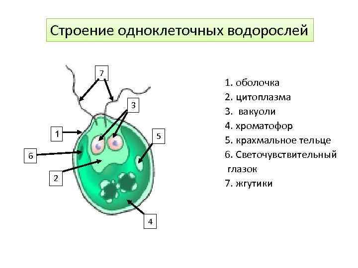 Одноклеточная брюс. Строение одноклеточных водорослей. Строение одноклеточных. Особенности строения одноклеточных водорослей. Внутреннее строение одноклеточных водорослей.