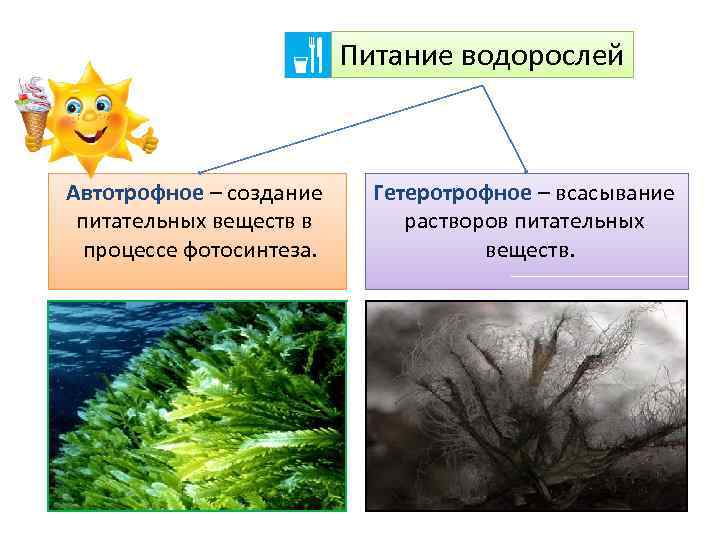 Питание водорослей Автотрофное – создание питательных веществ в процессе фотосинтеза. Гетеротрофное – всасывание растворов