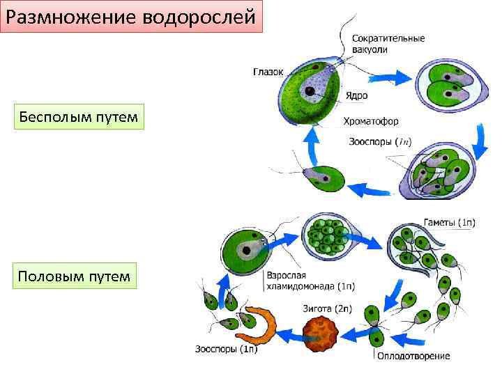 Размножение водорослей Бесполым путем Половым путем 