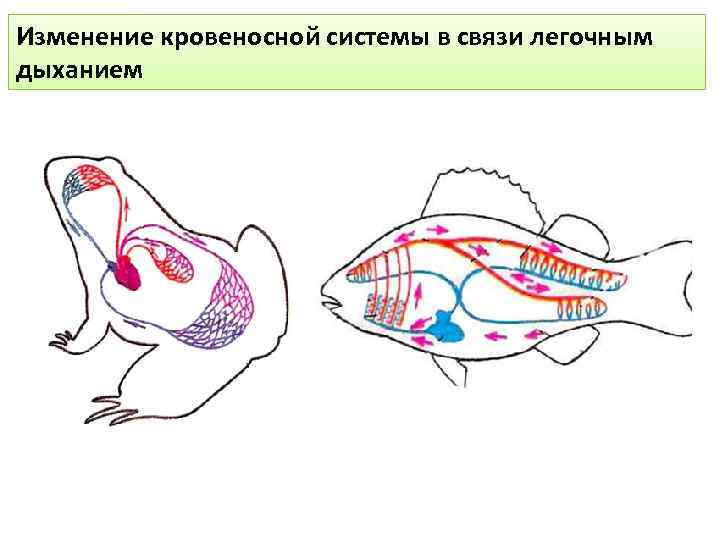 Изменение кровеносной системы в связи легочным дыханием 