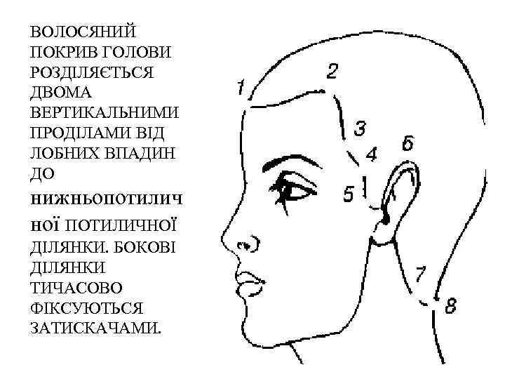 ВОЛОСЯНИЙ ПОКРИВ ГОЛОВИ РОЗДІЛЯЄТЬСЯ ДВОМА ВЕРТИКАЛЬНИМИ ПРОДІЛАМИ ВІД ЛОБНИХ ВПАДИН ДО нижньопотилич ної ПОТИЛИЧНОЇ