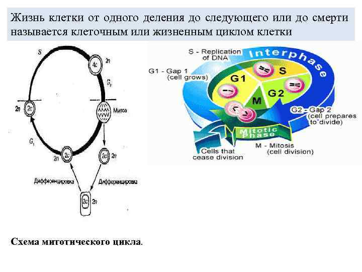 Цикл клеточного деления. Схема клеточного и митотического циклов. Схема жизненного и митотического циклов клетки. Митотический цикл клетки схема. Жизненный или клеточный цикл.