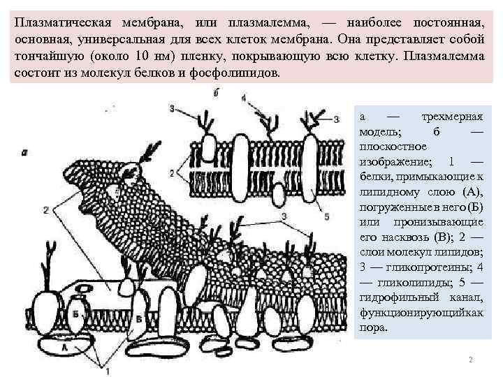 Белки участвуют в образовании плазматической мембраны