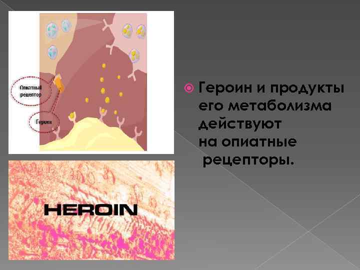  Героин и продукты его метаболизма действуют на опиатные рецепторы. 