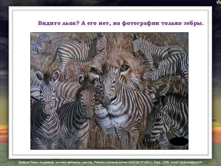 Видите льва? А его нет, на фотографии только зебры. Лазарева Лидия Андреевна, учитель начальных