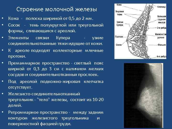 Строение молочной железы • Кожа - полоска шириной от 0, 5 до 2 мм.