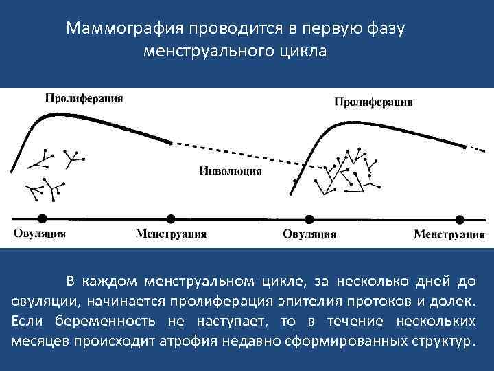 Каком дне цикла делают маммографию. Фаза пролиферации менструационного цикла. Фазы менструального цикла пролиферация. Первая фаза менструального цикла. Маммография менструационного цикла.