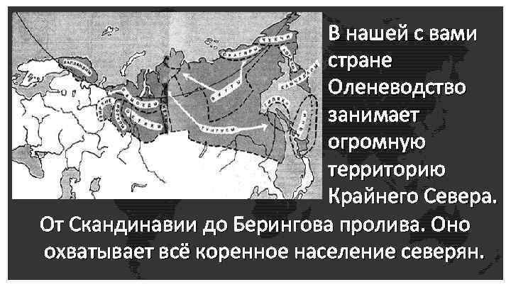 В нашей с вами стране Оленеводство занимает огромную территорию Крайнего Севера. Oт Скандинавии до