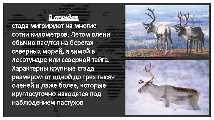 В тундре стада мигрируют на многие сотни километров. Летом олени обычно пасутся на берегах