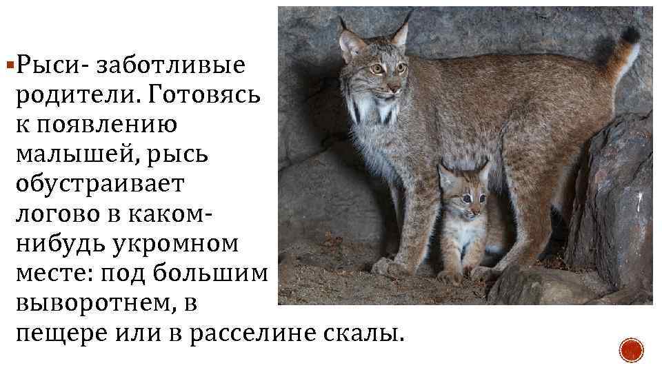 §Рыси- заботливые родители. Готовясь к появлению малышей, рысь обустраивает логово в какомнибудь укромном месте: