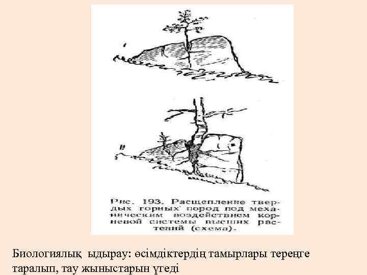 Биологиялық ыдырау: өсімдіктердің тамырлары тереңге таралып, тау жыныстарын үгеді 