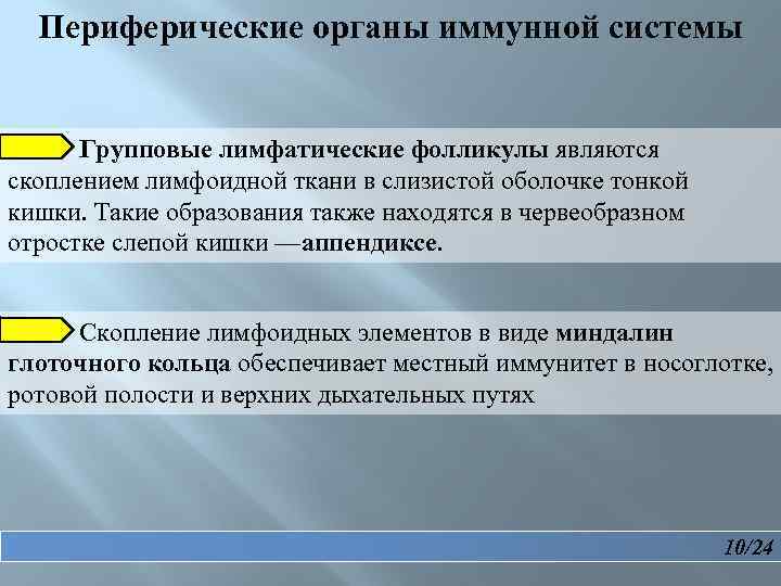 Периферические органы иммунной системы Групповые лимфатические фолликулы являются скоплением лимфоидной ткани в слизистой оболочке