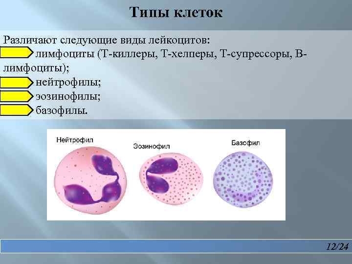 Типы виды клеток. T хелперы t киллеры t супрессоры. T лимфоциты киллеры хелперы супрессоры. Типы клеток. Типы т клеток.