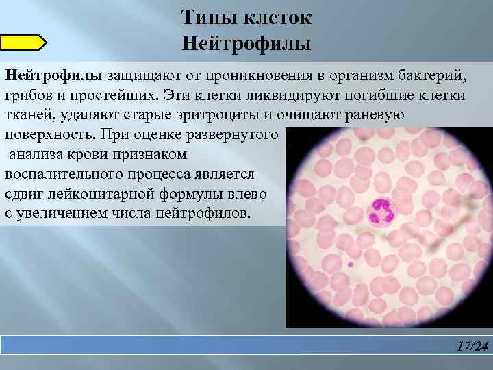  Типы клеток Нейтрофилы защищают от проникновения в организм бактерий, грибов и простейших. Эти
