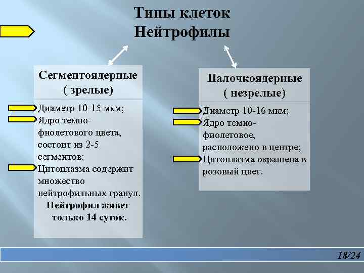  Типы клеток Нейтрофилы Сегментоядерные ( зрелые) Палочкоядерные ( незрелые) Диаметр 10 -15 мкм;