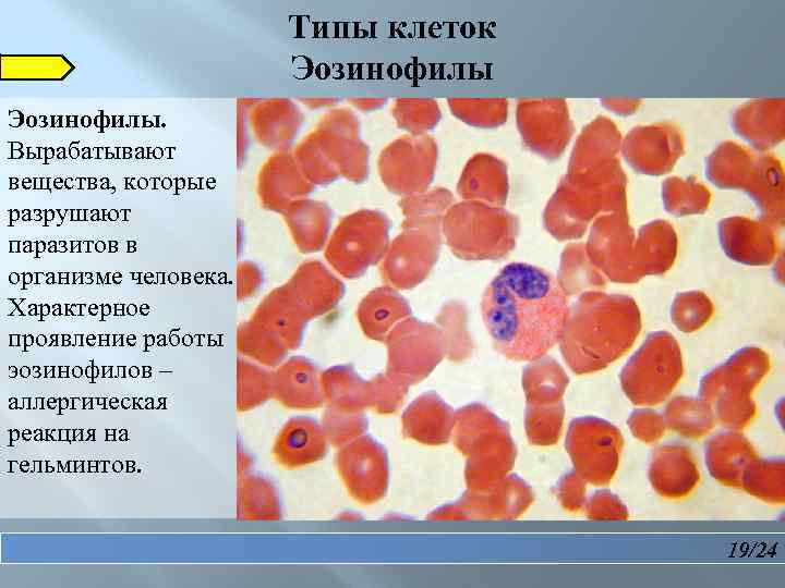 Вырабатываемые вещества. Клетки организма и что вырабатывают. Эозинофилы в аллергической реакции. Какую работу выполняют клетки организма. Разрушение клеток органа что это.