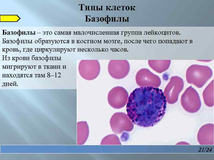 Тучные клетки (тканевые базофилы). Морфология базофилов крови. Базофилы в крови гистология. Базофилы относятся к группе.