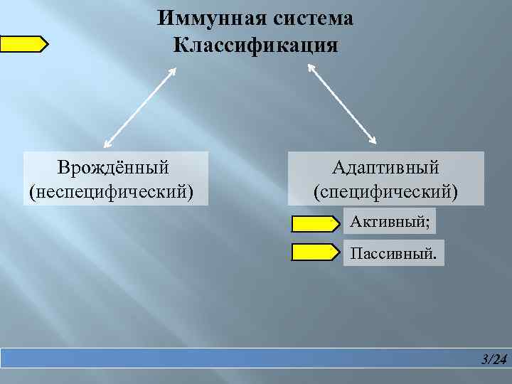 Иммунная система Классификация Врождённый (неспецифический) Адаптивный (специфический) Активный; Пассивный. 3/24 