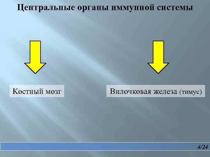 Центральные органы иммунной системы Костный мозг Вилочковая железа (тимус) 4/24 
