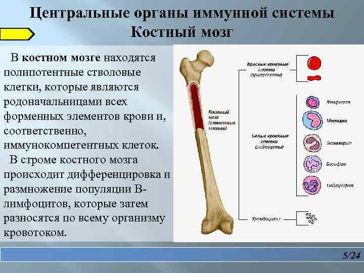 Где купить костные мозги. Костный мозг орган иммунной системы. Красный костный мозг расположен иммунная система. Функции стромальных клеток красного костного мозга. Роль красного костного мозга в иммунной системе.