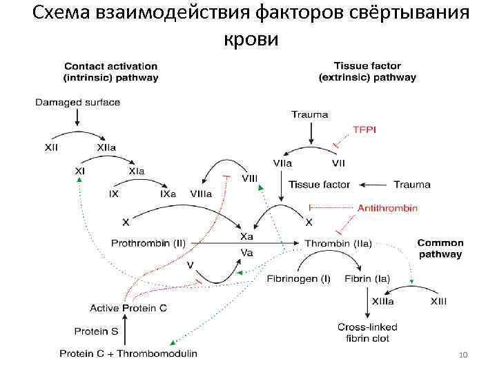 Схема взаимодействия факторов свёртывания крови 10 