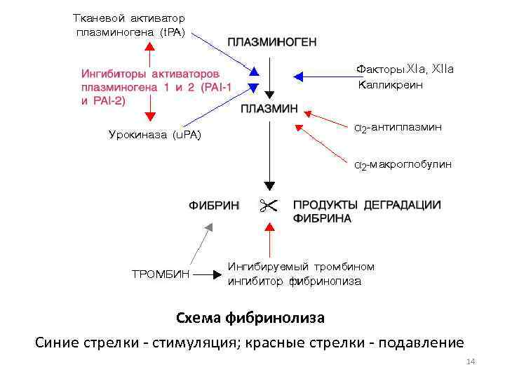 Схема фибринолиза Синие стрелки - стимуляция; красные стрелки - подавление 14 