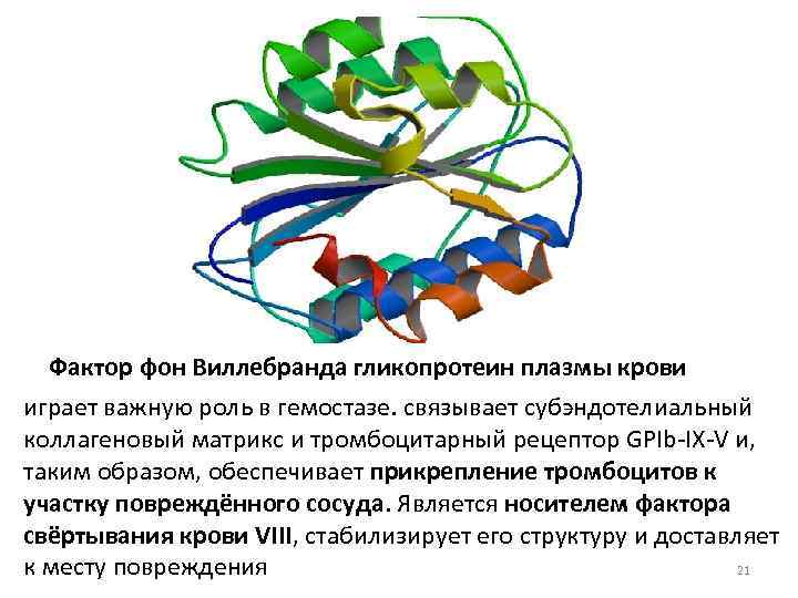 Фактор фон Виллебранда гликопротеин плазмы крови играет важную роль в гемостазе. связывает субэндотелиальный коллагеновый