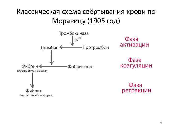 Классическая схема свёртывания крови по Моравицу (1905 год) 9 