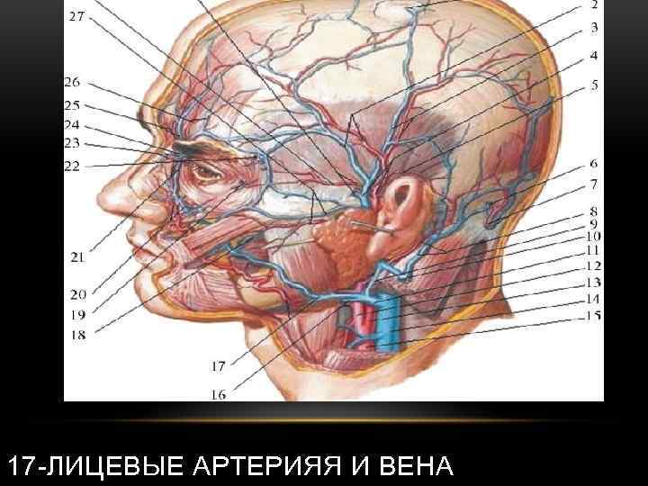 17 -ЛИЦЕВЫЕ АРТЕРИЯЯ И ВЕНА 