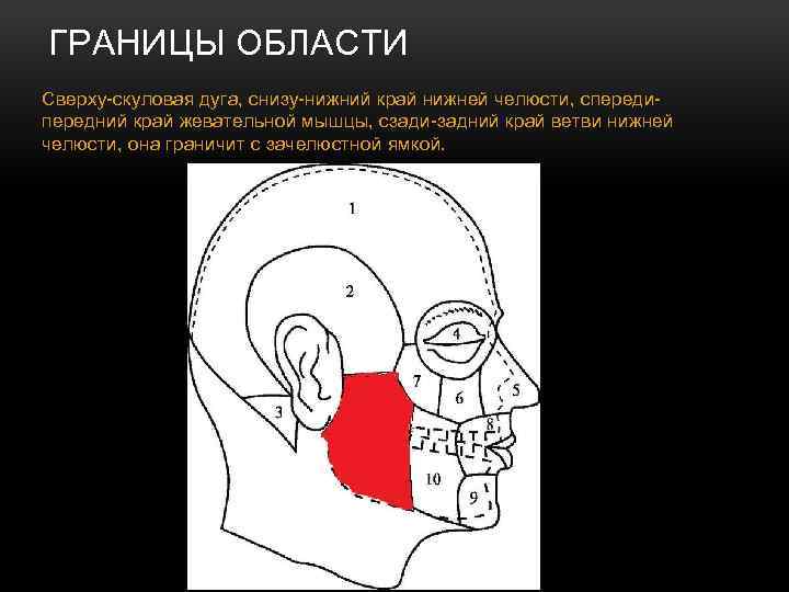 ГРАНИЦЫ ОБЛАСТИ Сверху-скуловая дуга, снизу-нижний край нижней челюсти, спередипередний край жевательной мышцы, сзади-задний край