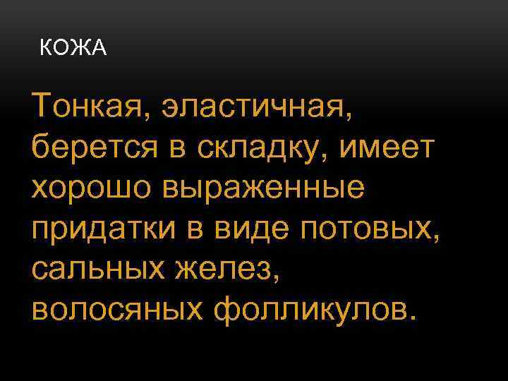 КОЖА Тонкая, эластичная, берется в складку, имеет хорошо выраженные придатки в виде потовых, сальных
