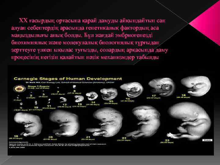 ХХ ғасырдың ортасына қарай дамуды айқындайтын сан алуан себептердің арасында генетикалық фактордың аса маңыздылығы