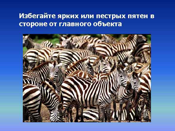 Избегайте ярких или пестрых пятен в стороне от главного объекта 