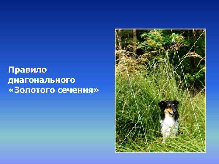 Правило диагонального «Золотого сечения» 