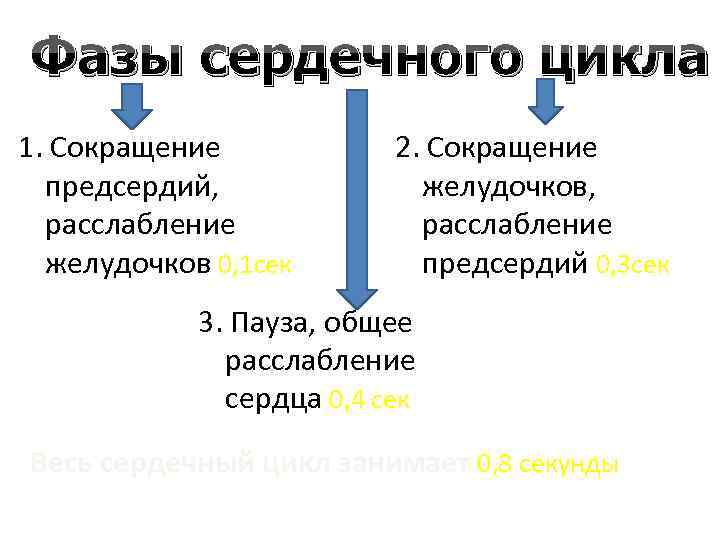 Фазы сердечного цикла 1. Сокращение предсердий, расслабление желудочков 0, 1 сек 2. Сокращение желудочков,