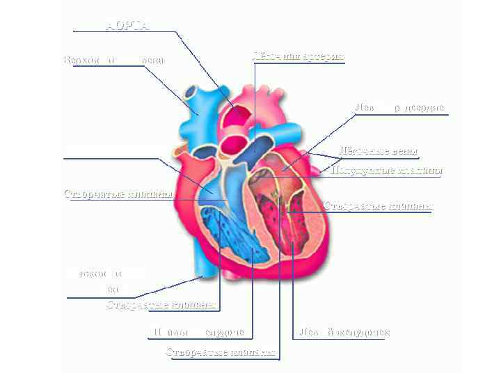 АОРТА Лёгочная артерия Верхняя полая вена Левое предсердие Правое предсердие Лёгочные вены Полулунные клапаны