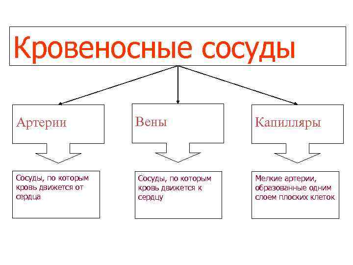 Кровеносные сосуды Артерии Сосуды, по которым кровь движется от сердца Вены Сосуды, по которым